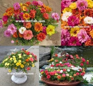 İpek çiçeği fidesi katmerli gül çiçekli karışık renkler portulaca grandiflora