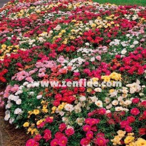 İpek çiçeği fidesi katmerli gül çiçekli karışık renkler portulaca grandiflora