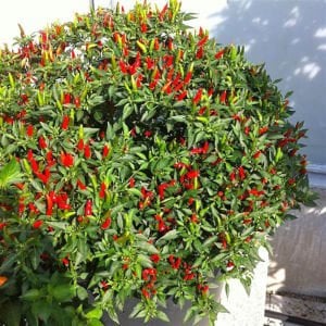 Bird Eye Demon acı biber tohumu Dünya'nın en küçük biberleri