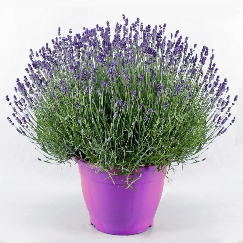 Lavanta heterophylla fidesi lavandula 7 yada 9 cm saksıda