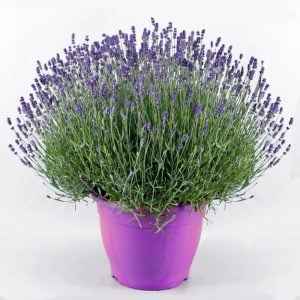 Lavanta heterophylla fidesi lavandula 7 yada 9 cm saksıda