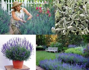 Lavanta heterophylla fidesi lavandula 7 yada 9 cm saksıda