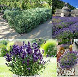 Lavanta heterophylla fidesi lavandula 7 yada 9 cm saksıda