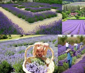 Lavanta heterophylla fidesi lavandula 7 yada 9 cm saksıda