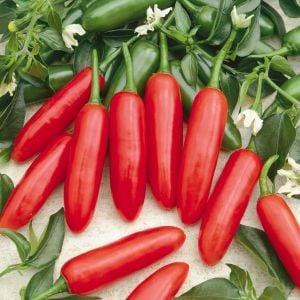 Serrano tampiqueno biber tohumu orta acı