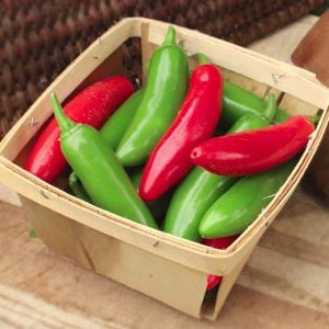 Serrano tampiqueno biber tohumu orta acı