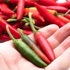 Serrano tampiqueno biber tohumu orta acı