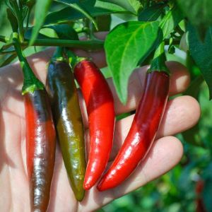 Serrano tampiqueno biber tohumu orta acı