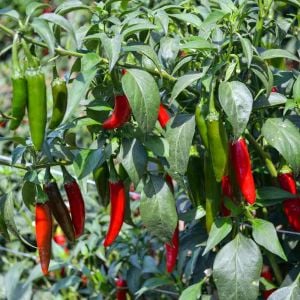 Serrano tampiqueno biber tohumu orta acı