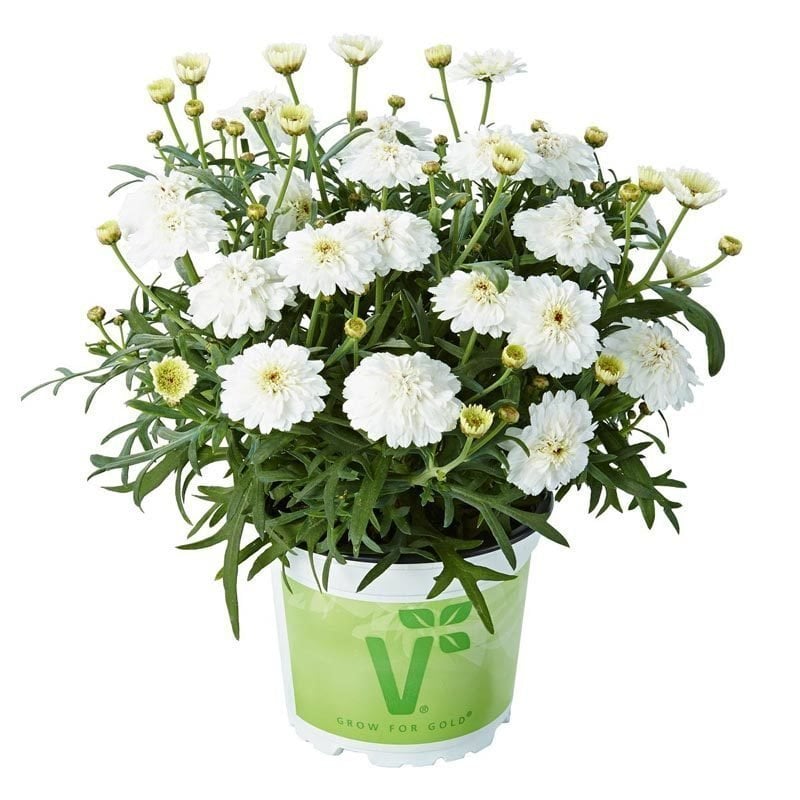 Katlı beyaz çeşme papatyası fidesi argyranthemum double white