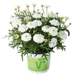 Katlı beyaz çeşme papatyası fidesi argyranthemum double white