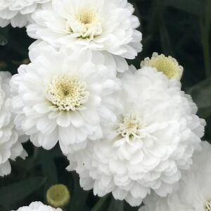 Katlı beyaz çeşme papatyası fidesi argyranthemum double white
