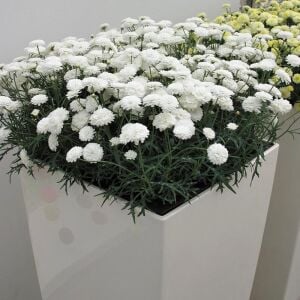 Katlı beyaz çeşme papatyası fidesi argyranthemum double white