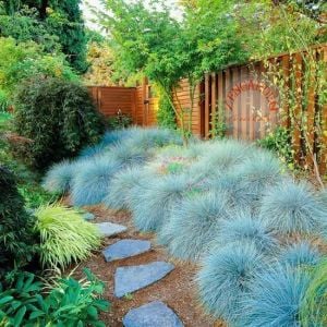 Mavi festuca çim fidesi blue fescue glauca