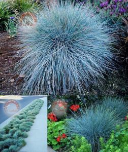 Mavi festuca çim fidesi blue fescue glauca