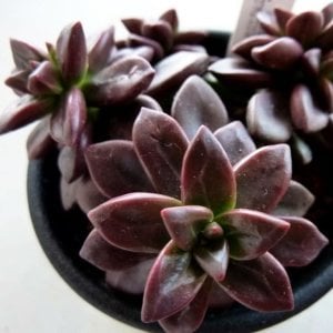 Echeveria compressicaulis