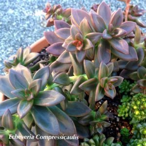 Echeveria compressicaulis