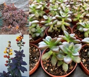 Echeveria compressicaulis