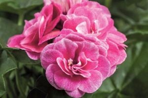 Stardust gül sakız sardunya fidesi pelargonium ivy rose