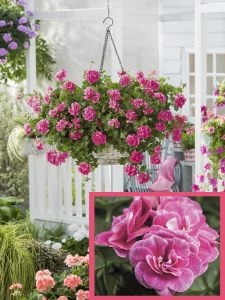 Stardust gül sakız sardunya fidesi pelargonium ivy rose