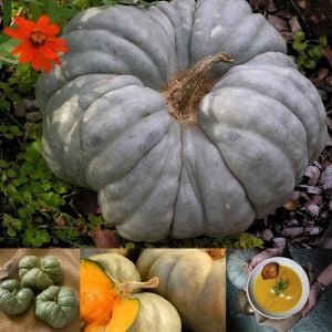 Atalık üç loblu balkabağı tohumu triway tatlılık