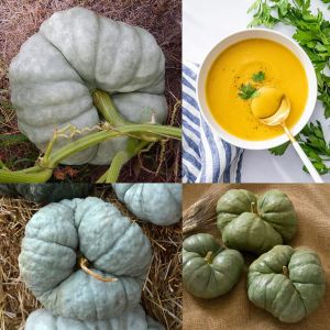 Atalık üç loblu balkabağı tohumu triway tatlılık