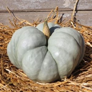 Atalık üç loblu balkabağı tohumu triway tatlılık