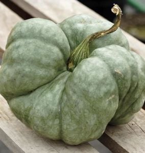 Atalık üç loblu balkabağı tohumu triway tatlılık