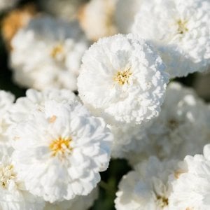 Katlı beyaz çeşme papatyası fidesi argyranthemum double white 1 fide