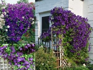 Panther koyu mor clematis fidanı orman asması sarmaşık