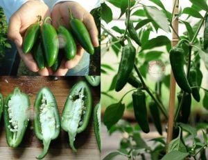 Jalapeno orta acı biber tohumu