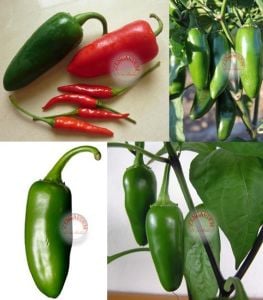 Jalapeno orta acı biber tohumu