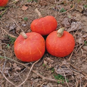 Sunshine kabocha kestane balkabağı tohumu