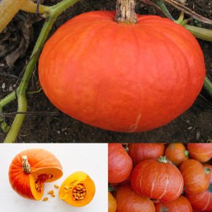 Sunshine kabocha kestane balkabağı tohumu