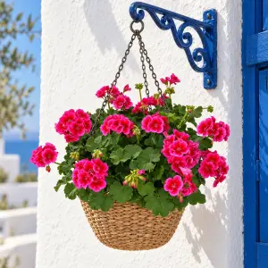 Summer Lovers Purple Splash Sardunya Fidesi