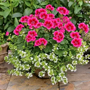 Summer Lovers Purple Splash Sardunya Fidesi