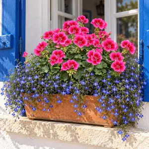 Summer Lovers Purple Splash Sardunya Fidesi