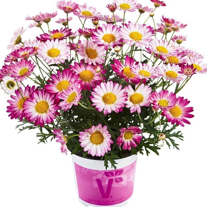 Kontürlü pembe çeşme papatyası fidesi argyranthemum bicolor rose