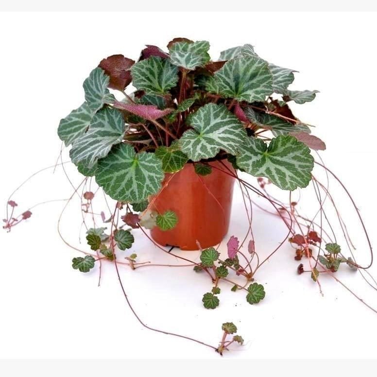 Gelin teli çiçeği fidesi saxifraga stolonifera strawberry begonia