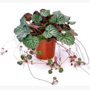 Gelin teli çiçeği fidesi saxifraga stolonifera strawberry begonia