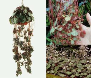 Gelin teli çiçeği fidesi saxifraga stolonifera strawberry begonia