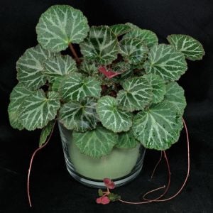 Gelin teli çiçeği fidesi saxifraga stolonifera strawberry begonia