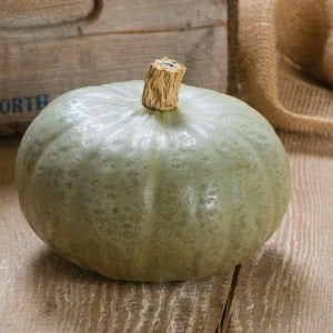 Winter Sweet kabocha kestane balkabağı tohumu