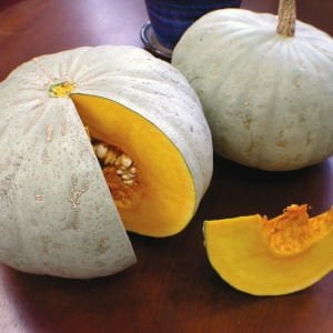 Winter Sweet kabocha kestane balkabağı tohumu