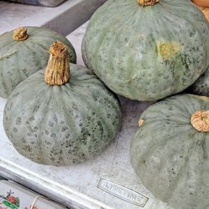 Winter Sweet kabocha kestane balkabağı tohumu
