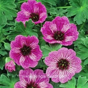 Çilek ıtır sardunya rizomu dona dayanıklı geranium laurence