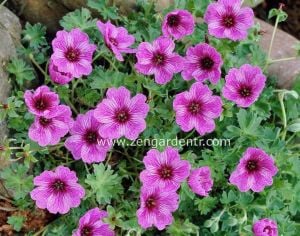 Çilek ıtır sardunya rizomu dona dayanıklı geranium laurence