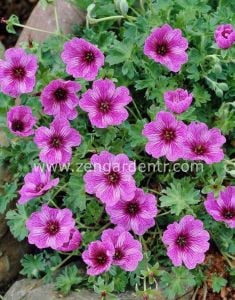 Çilek ıtır sardunya rizomu dona dayanıklı geranium laurence