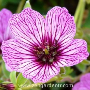 Çilek ıtır sardunya rizomu dona dayanıklı geranium laurence