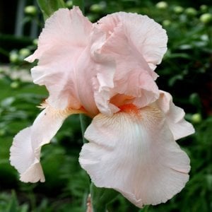 Pink horizon iris süsen çiçeği germanica